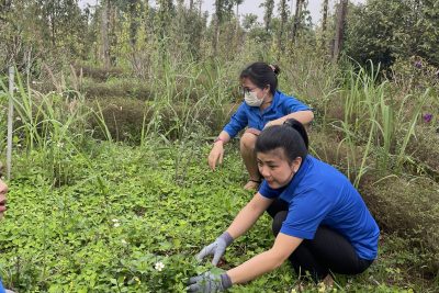 Đoàn thanh niên Trường TH Nguyễn Đình Chiểu với công tác chăm sóc bồn hoa cây cảnh
